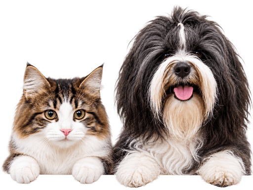 Gato e cachorro espiando por cima do cartão