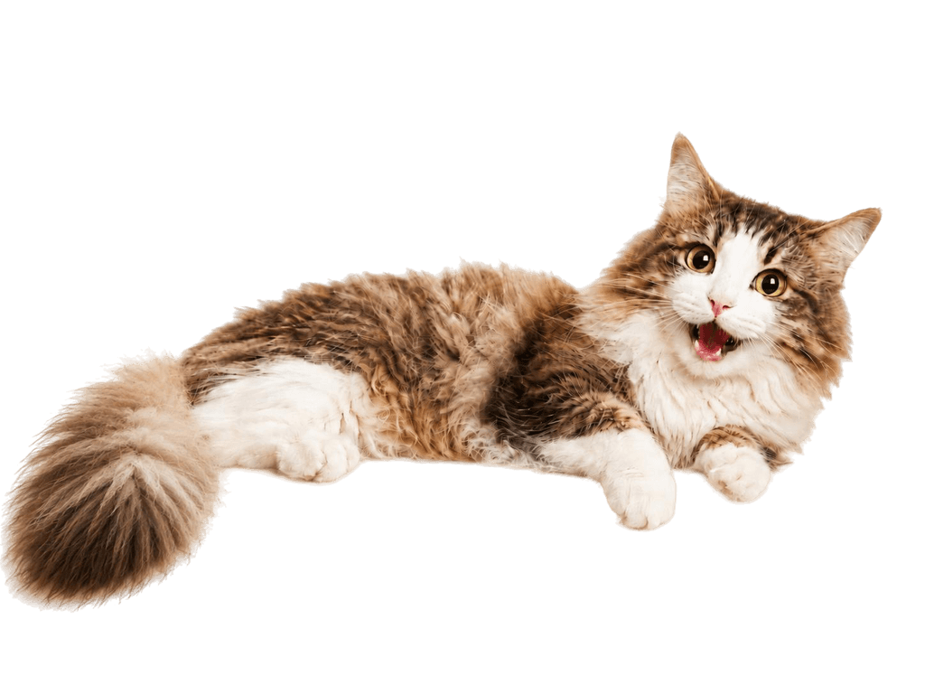Gato