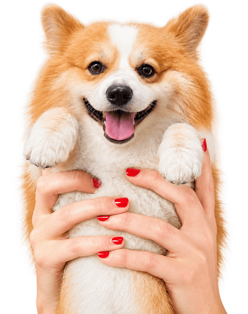 Cachorro sorrindo