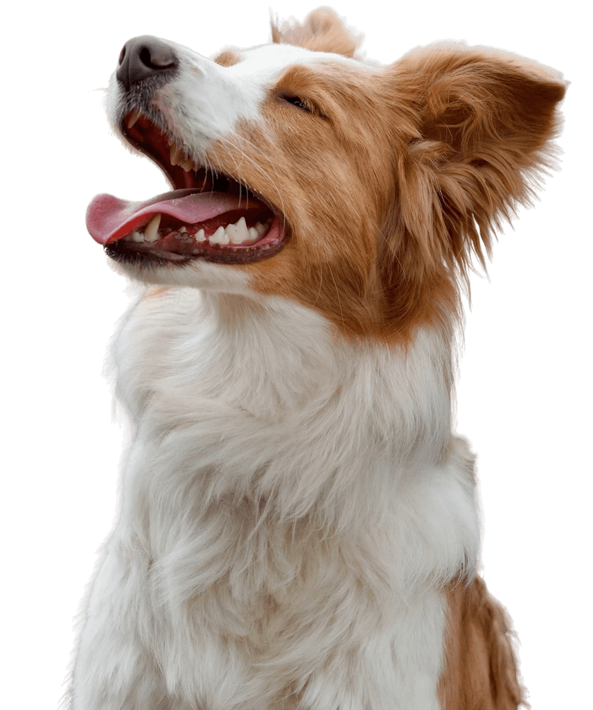 Cachorro feliz