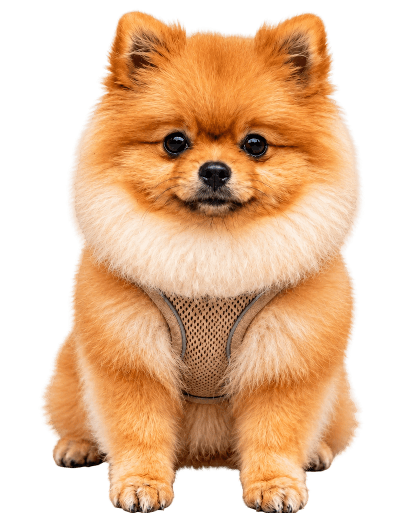 Cachorro preparado para banho