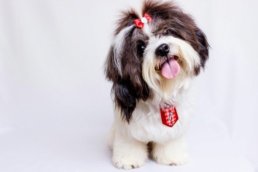 Cachorro de pelo longo com laço na cabeça