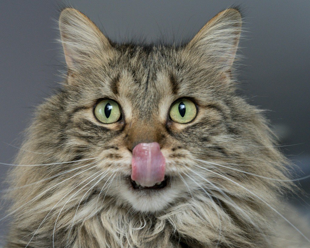 Gato de pelo longo mostrando a língua