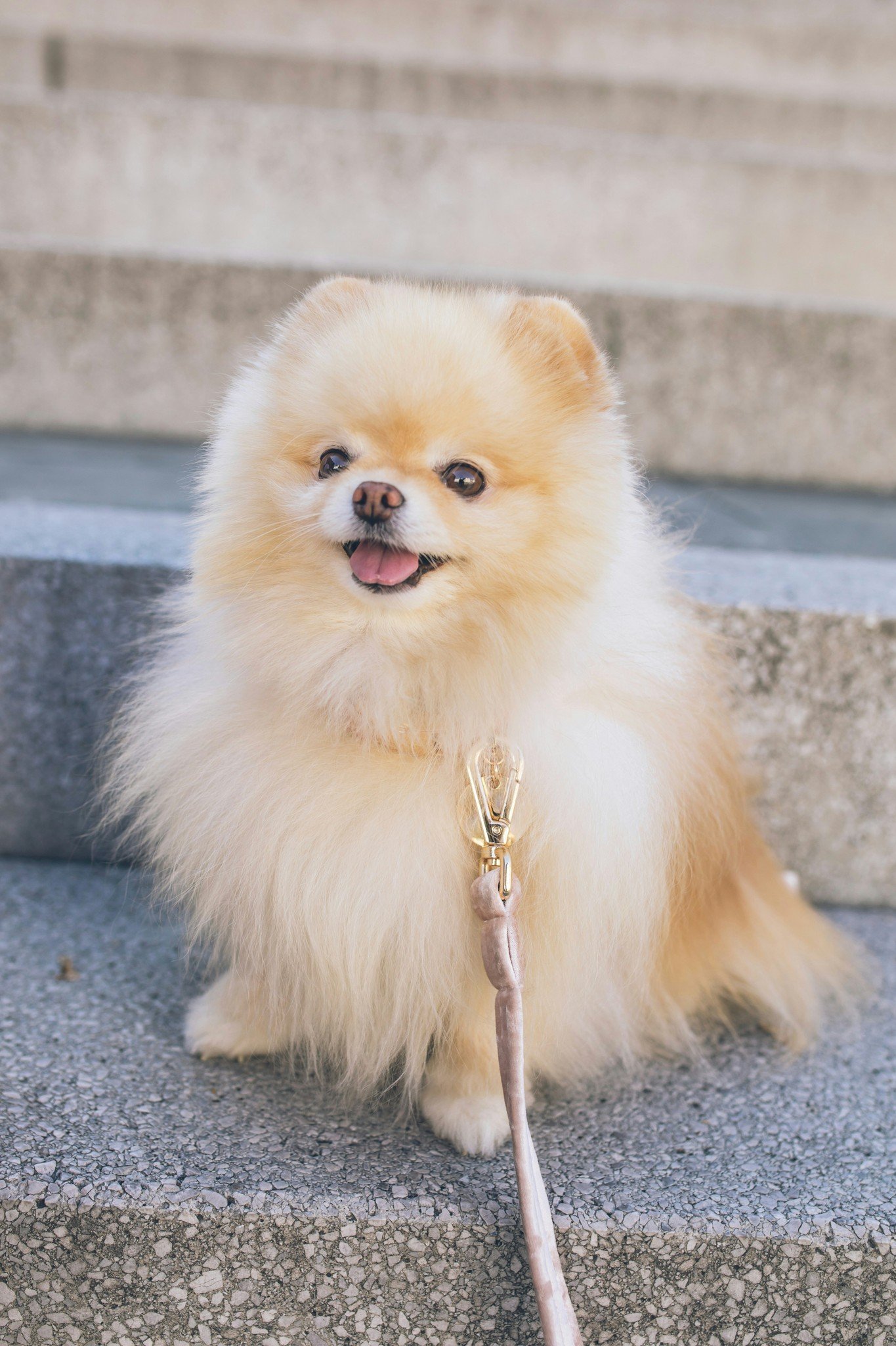 Lulu da Pomerânia sentado na escada