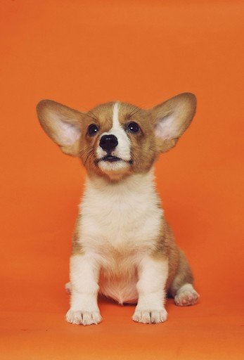 Filhote de corgi sentado