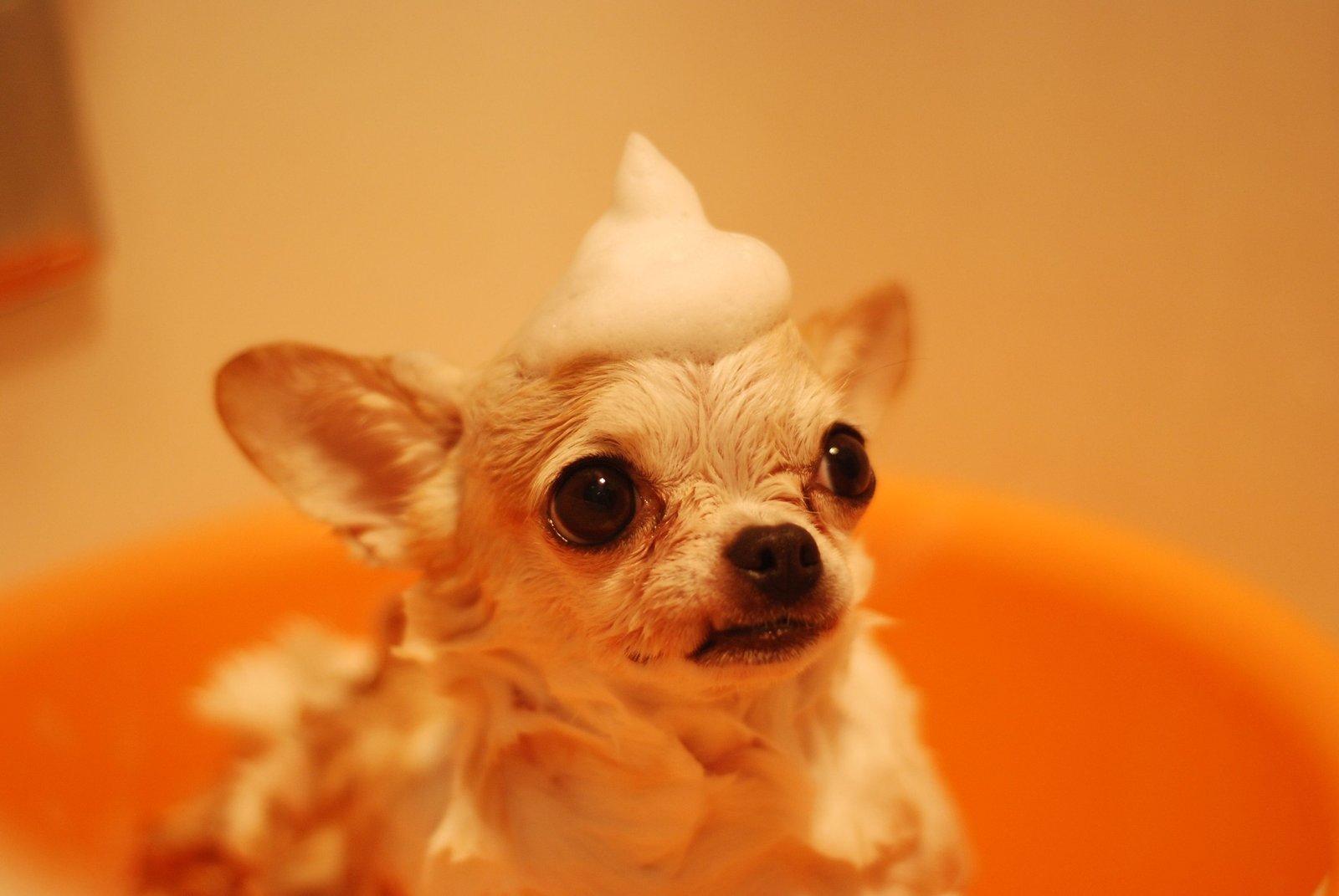 Cachorro com espuma na cabeça durante o banho