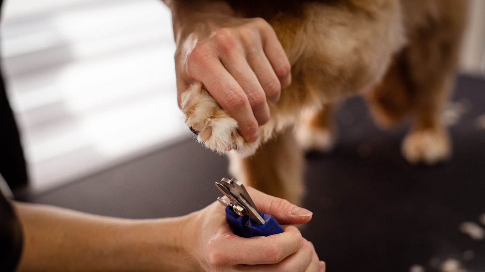 Profissional cortando as unhas de um pet com cuidado